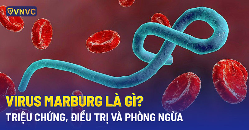 Phòng chống bệnh Marburg